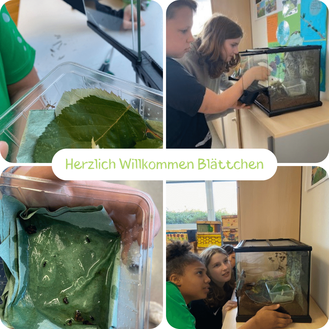 Kinder der Offenen Ganztagsschule beobachten das Wandelnde Blatt „Blättchen“ im Terrarium und kümmern sich liebevoll um seine Pflege.