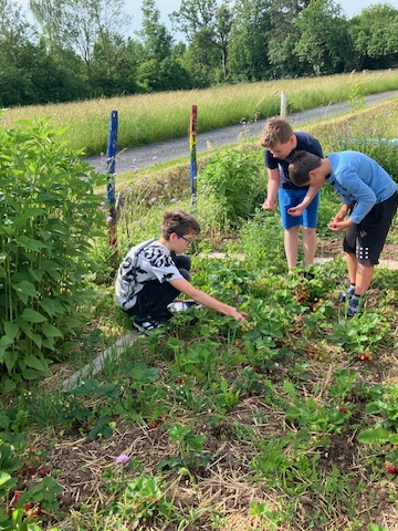 Schüler der 5. Klasse ernten gemeinsam Erdbeeren im Schulgarten.