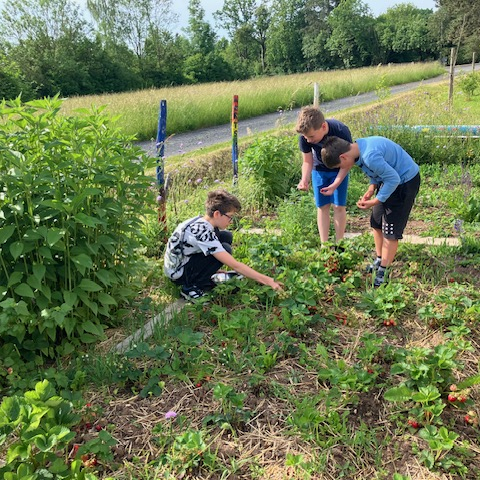 Schüler der 5. Klasse ernten gemeinsam Erdbeeren im Schulgarten.