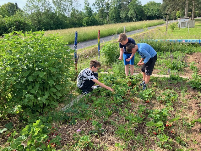 Schüler der 5. Klasse ernten gemeinsam Erdbeeren im Schulgarten.