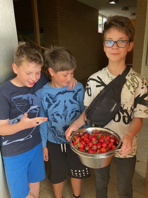 Drei Schüler präsentieren stolz eine Schüssel mit frisch geernteten Erdbeeren.